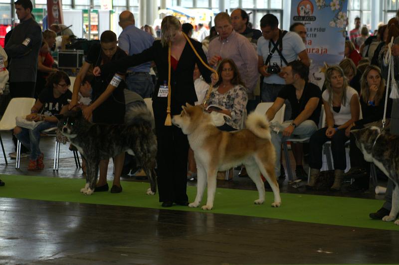 PICT0012.JPG - World Dog Show 2011, offene Klasse Rüden